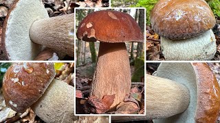 SteinpilzRekorde  Sommersteinpilze sammeln  Frühester amp zweitspätester Sommersteinpilz  Boletus [upl. by Oer]