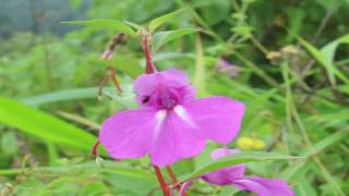 Gardening Tips amp Flowers  How to Grow Balsam Impatiens Balsamina [upl. by Aracaj]