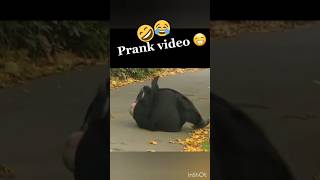 Prank video 🤣😂 funnycomedycomedyvideoshortsviralshortsfunnyvideolol [upl. by Ruskin]