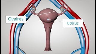 Les hormones féminines comme vous ne les avez jamais vues [upl. by Pontus]