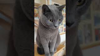 chartreux cat 猫 [upl. by Edahs748]