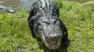 Milton the hurricane bring Alligators out the Lake be careful [upl. by Marty]