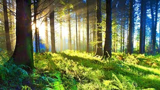 Positive Relaxing Music for Stress Relief Soothing Music for Meditation Healing Therapy Sleep [upl. by Albin]