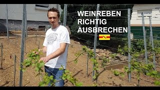 Arbeiten an der Weinrebe 03  Ausbrechen [upl. by Sande]