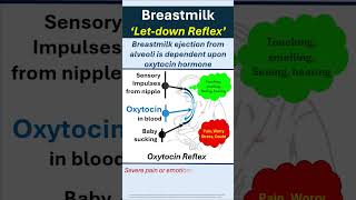 Breastmilk Secretion Letdown Reflex drrajindergulati oxytocin youtubeshorts breastmilkfacts [upl. by Michon]