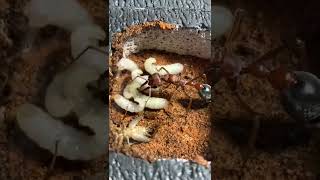 Giant Bull Ant Queen Myrmecia Brevinoda Part 3 [upl. by Katalin]