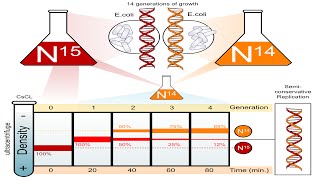 MESELSON and STAHL  Evidence of semiconservation replication for Alevel Biology DNA REPLICATION [upl. by Nicks752]