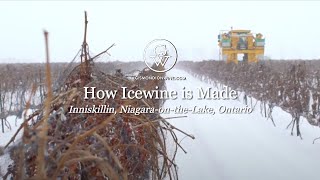 Icewine Harvest Finding the Sweetspot [upl. by Zara]