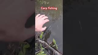 Carp fishing  fishing amazing entertainment bigfish bigcarp carp catchandrelease fyp [upl. by Norej]