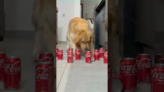 COKE Obstacle Challenge CAT vs DOG [upl. by Codee371]