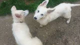 berger blanc suisse chiot de raya le jeux [upl. by Merth700]