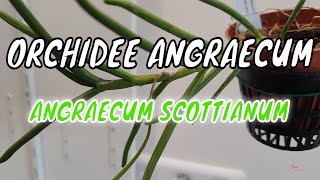 Comment cultiver lorchidée Angraecum scottianum [upl. by Atorod]