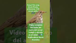 Song of the song thrush Turdus philomelos 430 minute audio Cante del zorzal o reclamó [upl. by Buskirk]