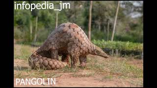 GIANT PANGOLIN  HINDUSTANI PANGOLIN  CHINESE PANGOLIN  GROUND PANGOLIN  FOOTBAL infopediajm [upl. by Enellij]