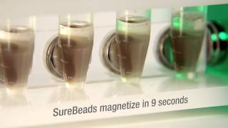 SureBeads™ Magnetic Bead System for Immunoprecipitation [upl. by Adnuhsor]