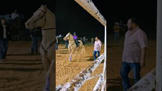 Rodeo in Laredo tx viralvideo shorts cowgirl horse music rodeo valentinasosa jdlpuma208 [upl. by Hpsoj]