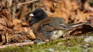 Darkeyed Junco in the Sun [upl. by Dalohcin216]