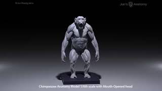 Chimpanzee Anatomy Model 16th scale with mouthopened head by Juns Anatomy [upl. by Ecyla]