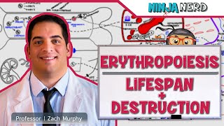 Hematology  Erythropoiesis Lifespan amp Destruction Part 2 [upl. by Whittaker]