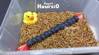 Mealworms vs Blueberry  Mealworms Timelapse [upl. by Eillen]