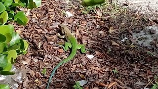 Hissssssssss Green Ameiva Lizards at the Holiday Inn LeafALike [upl. by Elleimac]