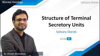 Dental Histology  Salivary Glands  Structure of Terminal Secretory Units [upl. by Atinej]