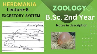 Excretory system in HerdmaniaBSc Zoology [upl. by Sharleen173]