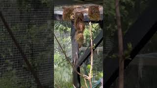 White Cheeked Turaco  Weaver Birds  Bird Nest  Birds [upl. by Acire280]