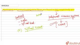 Myelinated and unmyelinated nerve fibres are found in PNS respectively are [upl. by Lisandra]