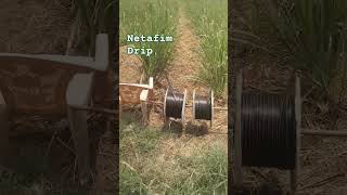 Netafim streamline drip irrigation sugarcane [upl. by Bouton]