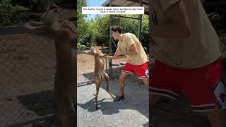 This family found a weak baby kangaroo and then took it home to raise animalshorts [upl. by Corty266]