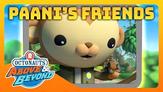 Octonauts Above amp Beyond  🐵 Paanis Friends in the Wild 🐫  Compilation  Octonauts​ [upl. by Chadabe]