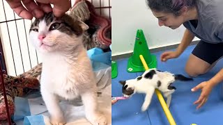 Paralysed Cat Shocks Owner When He Learns To Walk Again 🥰 [upl. by Deer]