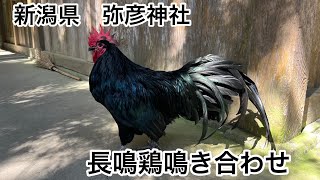 Longcrowing chicken [upl. by Yrelav]