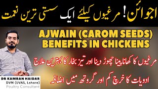 Use of Ajwain Carom Seeds In Chicken  Anti Coccidial Anti Pyretic Anti Fungal amp Anti Bacterial [upl. by Nahtonoj]