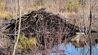 Beaver located and Traps Set [upl. by Rella]