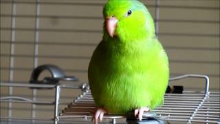 Valentino the Singing Parrotlet [upl. by Vihs]