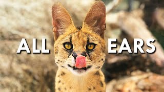 Servals Are Like 90 Ears [upl. by Rammaj]