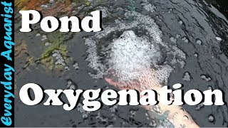 How To Aerate amp Oxygenate Your Pond [upl. by Mcneil]