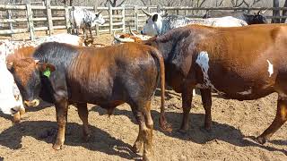 Nguni Cattle Temperament and Performance strictly off the veld  TT BALL NGUNI [upl. by Enetsirhc]