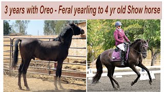 Feral yearling to Show horse  3 yrs with Oreo 270  horse motivation animals sports farming [upl. by Gruchot]