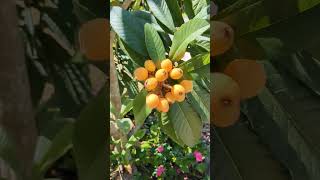 Loquats Easiest Fruit Trees To Grow [upl. by Leonhard]