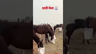 Ballia ka dadri mela Stat ho raha hai 2024 [upl. by Ailaroc]