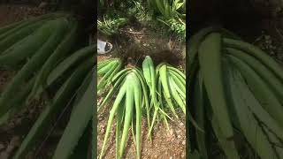 3 Shocking Benefits of Growing Your Own ALOEVERA at Home [upl. by Adah]