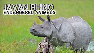 Javan Rhino  Endangered Animal From Indonesia [upl. by Hafler876]