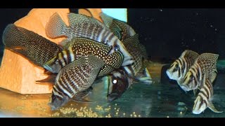 Altolamprologus Calvus Black Congo Wild [upl. by Nevada]