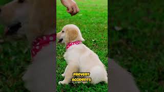 🐾 Puppy Training Basics Simple Commands Every Puppy Should Know 🐶 [upl. by Nerrag]