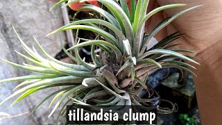 Tillandsia Clump air plants [upl. by Acinoda]