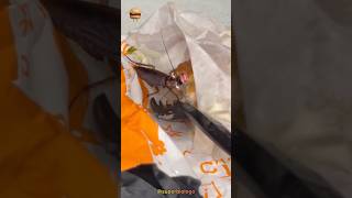 Cucaracha Comiendo Hamburguesa 🪳🍔 Final inesperado 🤣🤤 [upl. by Mis]