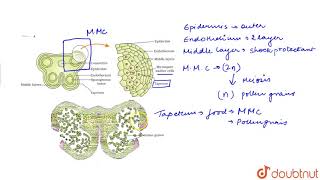 STAMEN MICROSPORANGIUM AND POLLEN GRAIN [upl. by Elatan558]